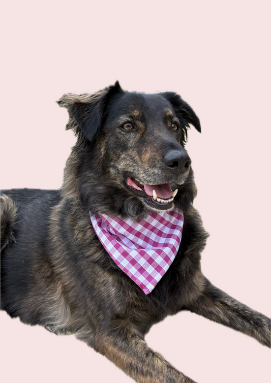 PERINE - Bandana chien