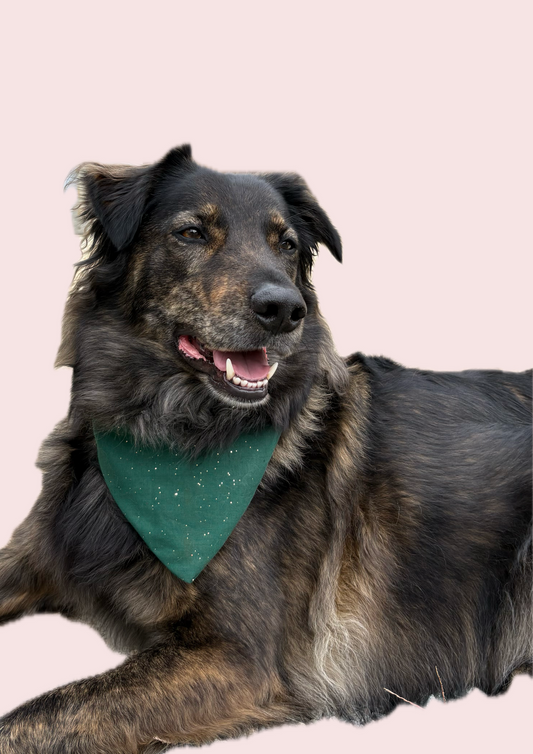 VEDA - bandana chien