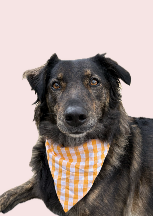 ILONA - Bandana chien