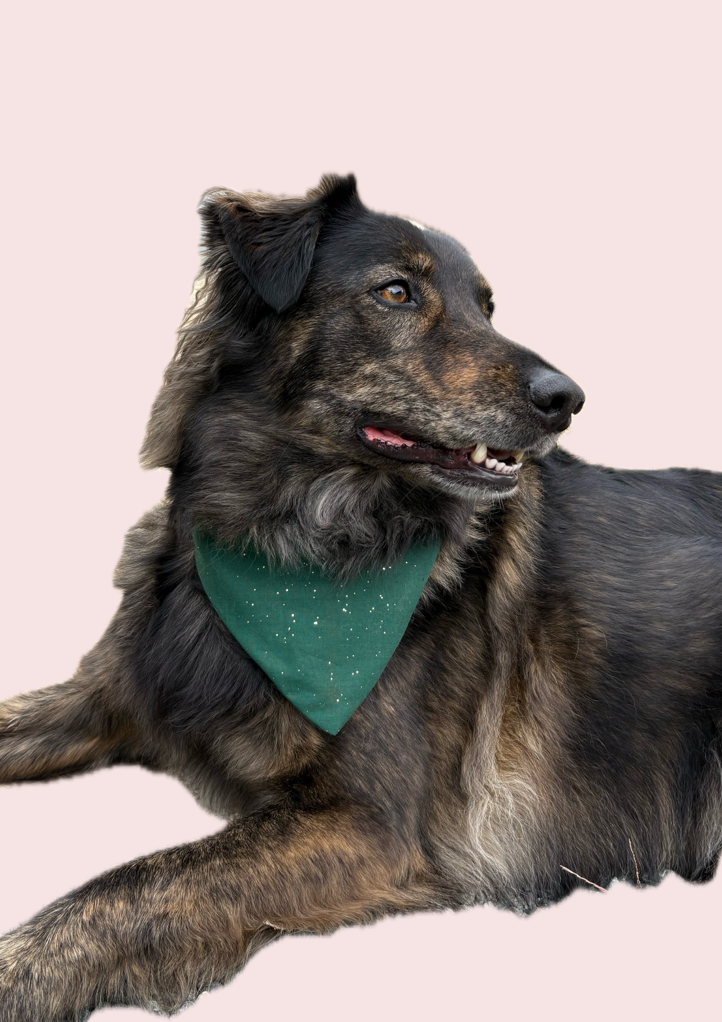 VEDA - bandana chien