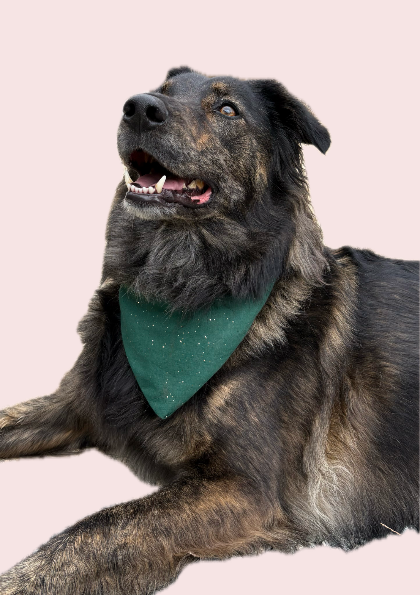 VEDA - bandana chien