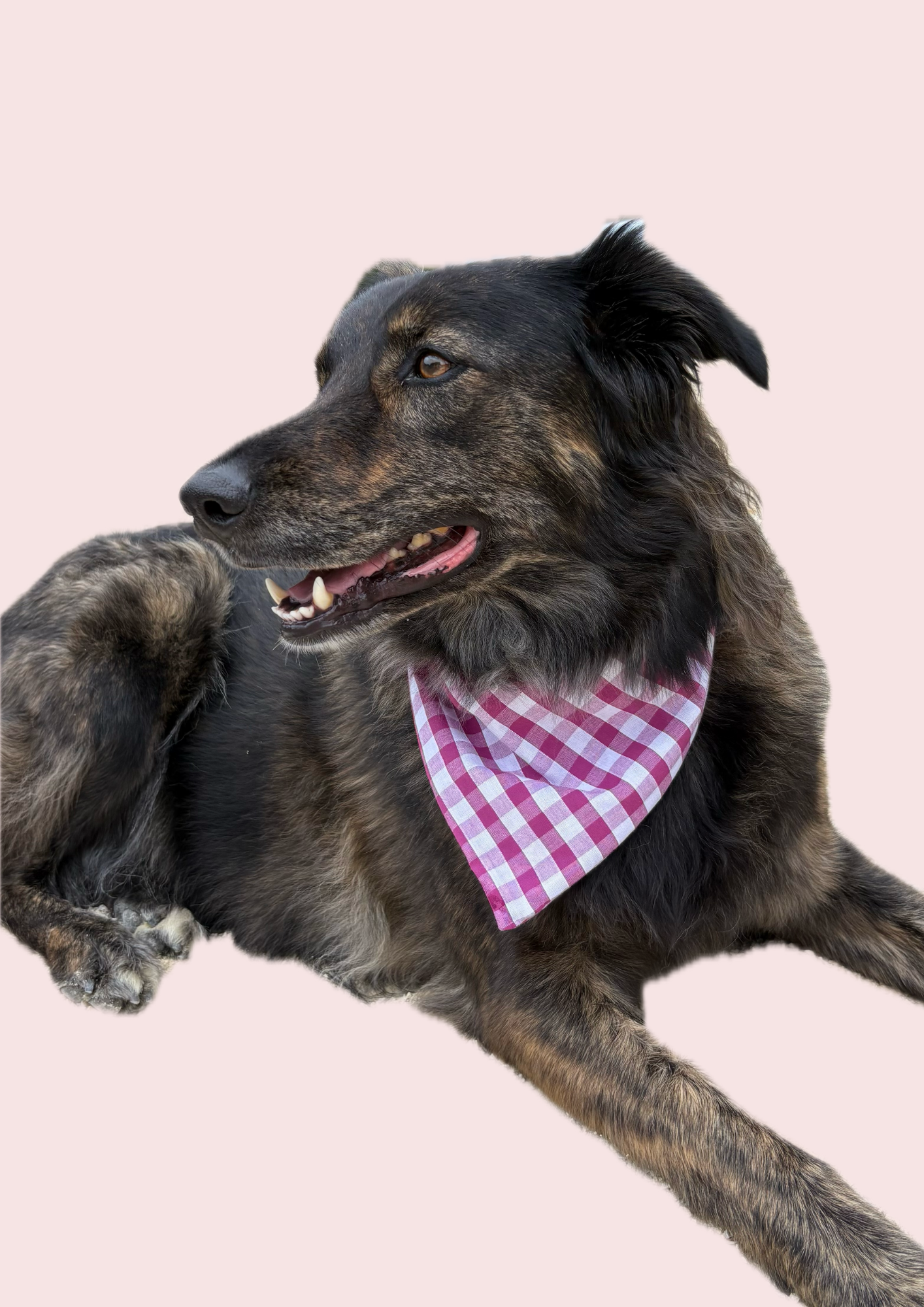 PERINE - Bandana chien